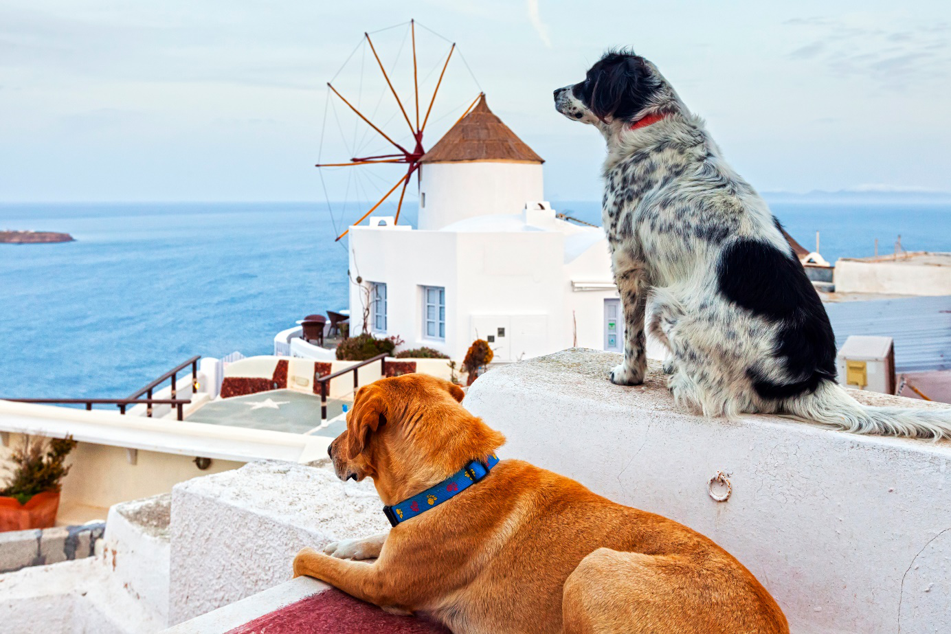 voyager en grece avec un chien