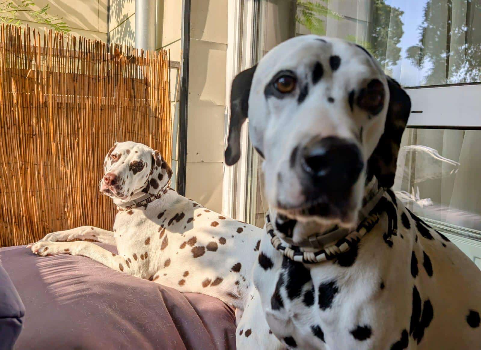Luke et Merry