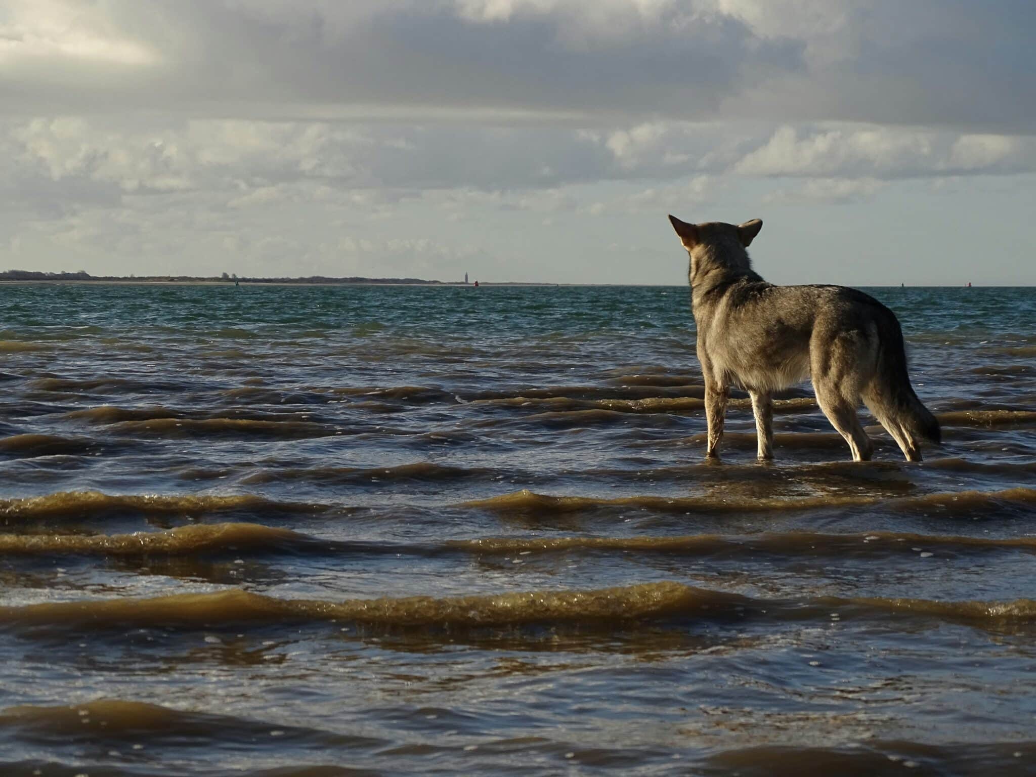 Plage de Corse avec eau turquoise et maquis, accessible aux chiens en laisse toute l'année