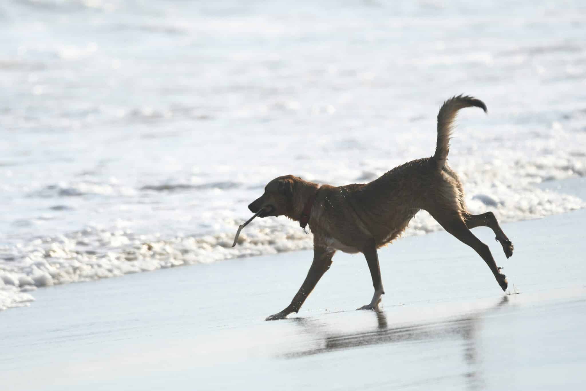 Cani-plage en Méditerranée avec un chien