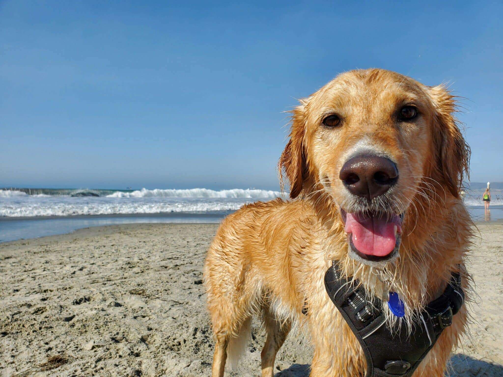 Chien sur plage hors saison en France, alternatives à la haute saison