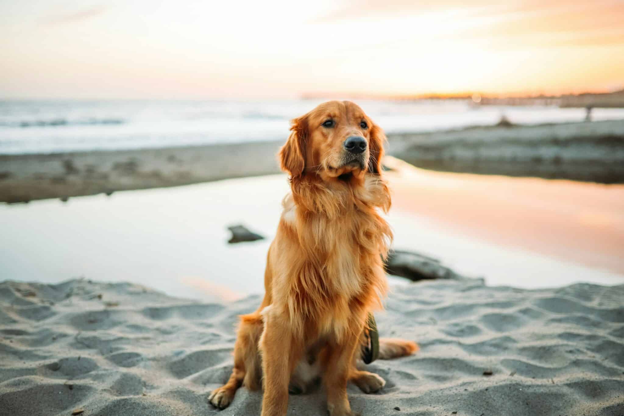 Chien sur la Plage d'Hardelot en Cote d'Opale, chiens autorises toute l'annee