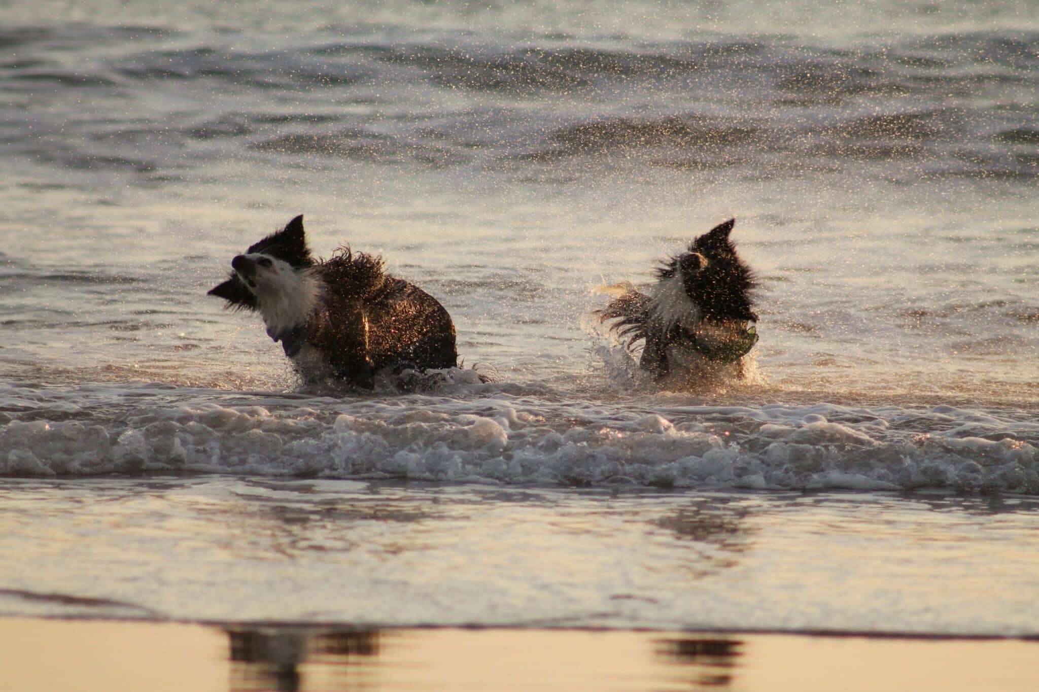 Chien sur la Plage de Berck-sur-Mer en Hauts-de-France, chiens autorises toute l'annee