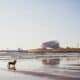 Chien sur la Plage de Biscarrosse en Landes, chiens autorises hors saison