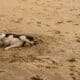 Chien sur la Plage de Focaghia Pietrosella en Corse-du-Sud, chiens autorises toute l'annee