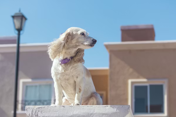 Sélection d'hébergements acceptant les chiens en France et en Europe