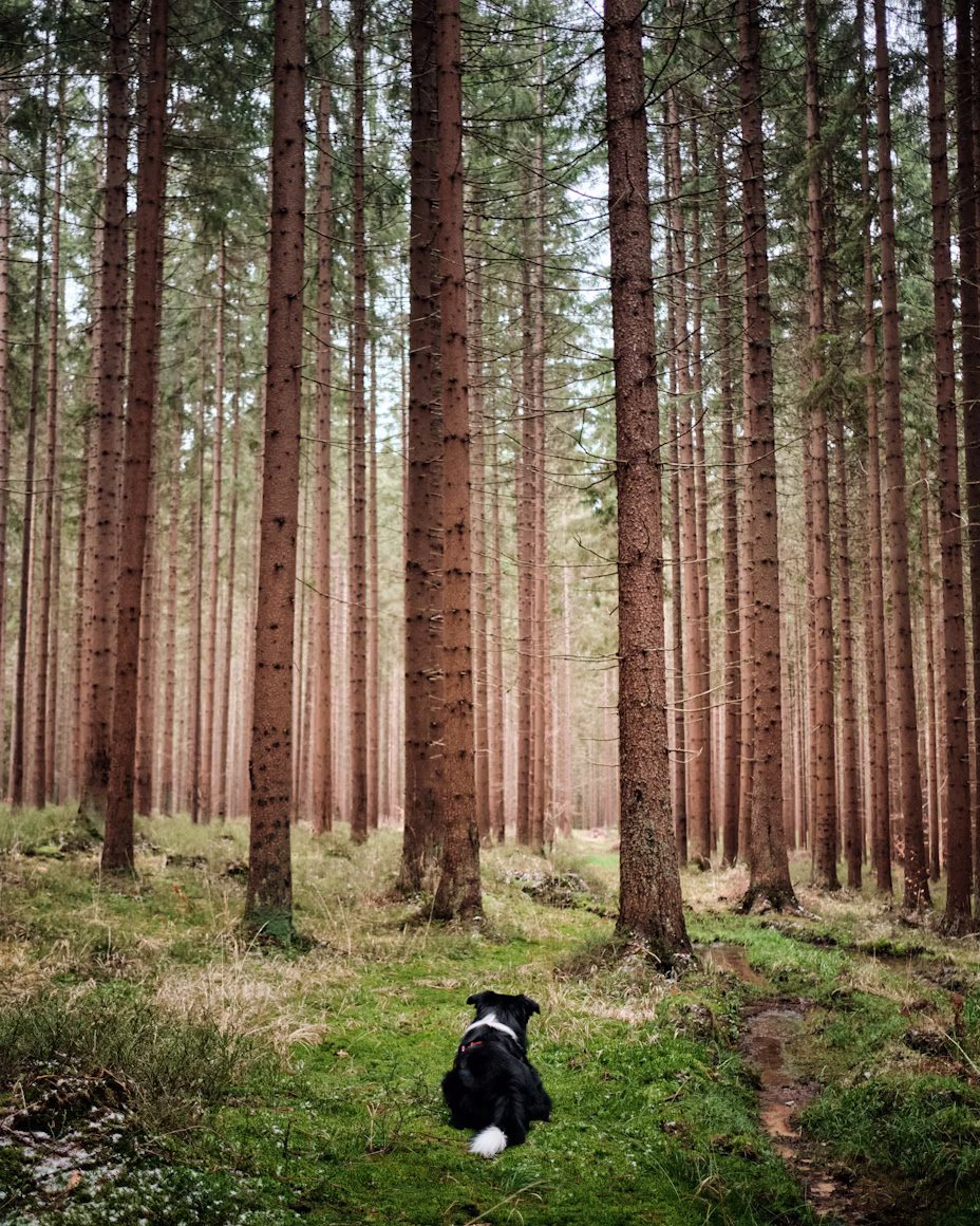 Sentier forestier ombragé dans la forêt des Landes de Gascogne