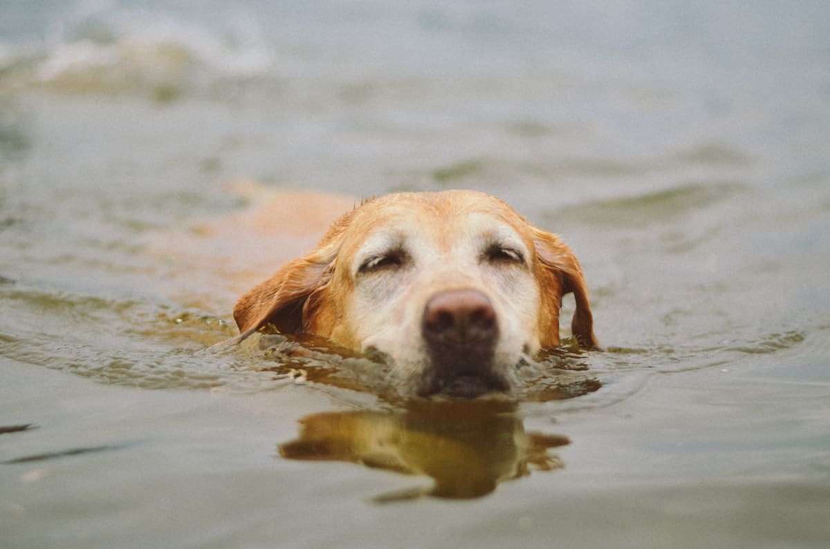 Chien qui se baigne dans un lac en France