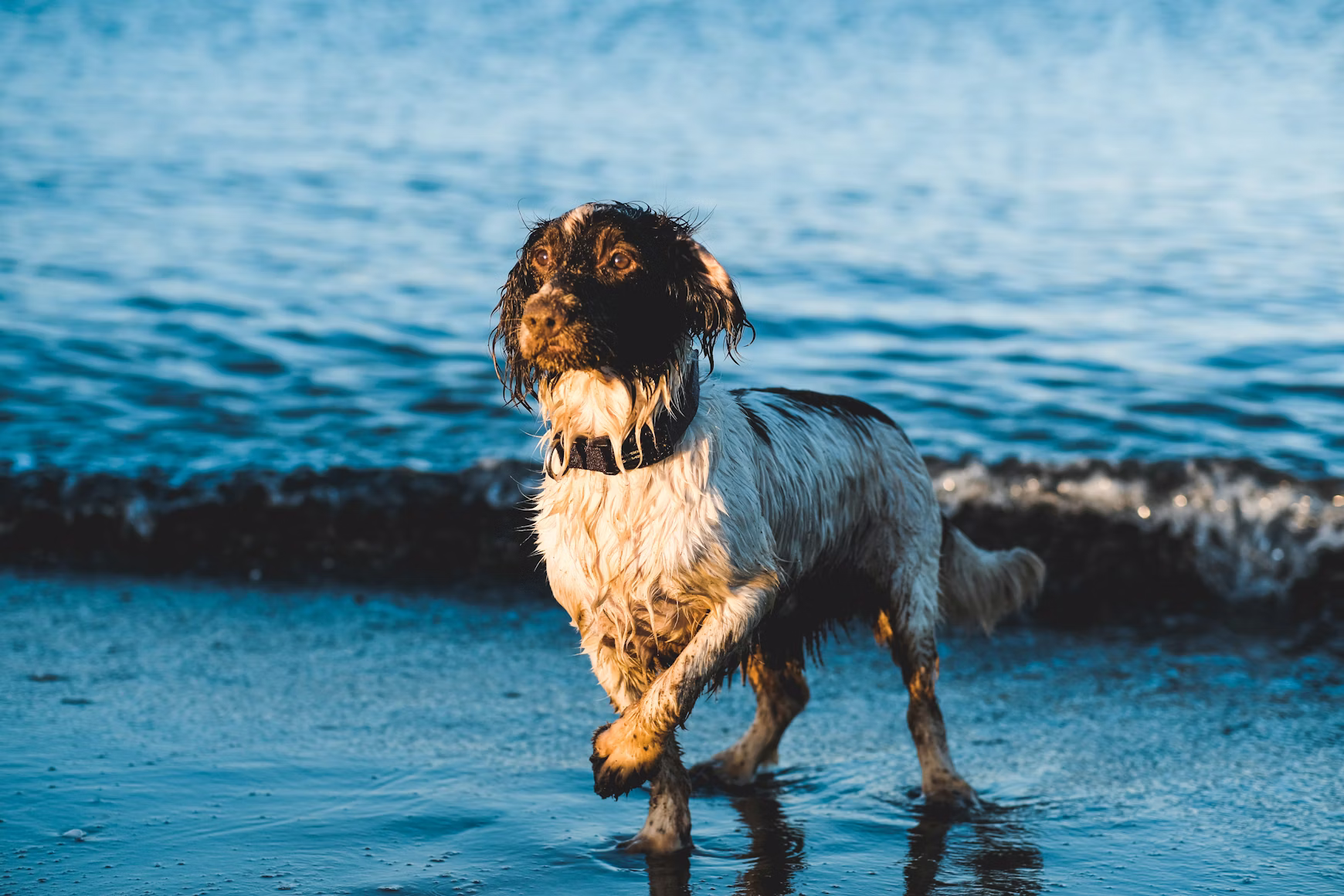 Chien au bord du lac d'Annecy en été