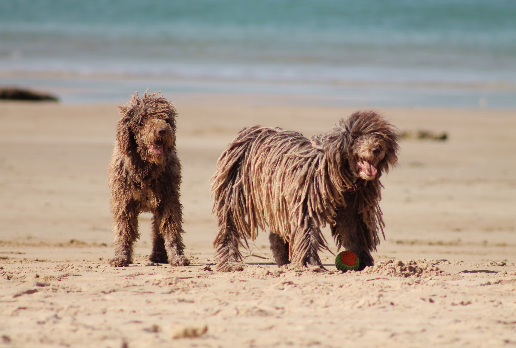 Plages autorisées aux chiens en Bretagne : chien sur une plage bretonne
