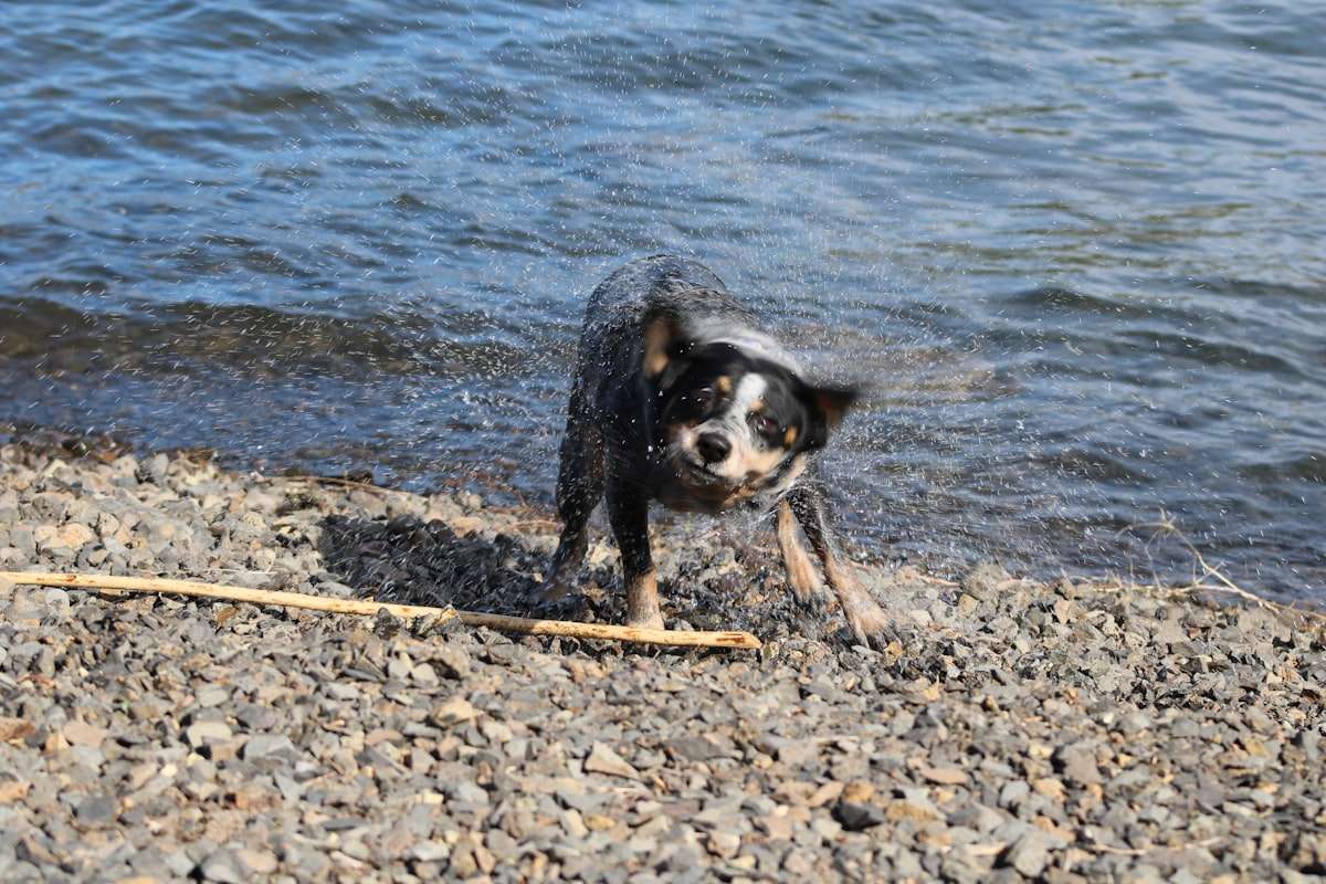 Lac volcanique d'Auvergne entouré de forêts, baignade avec chien