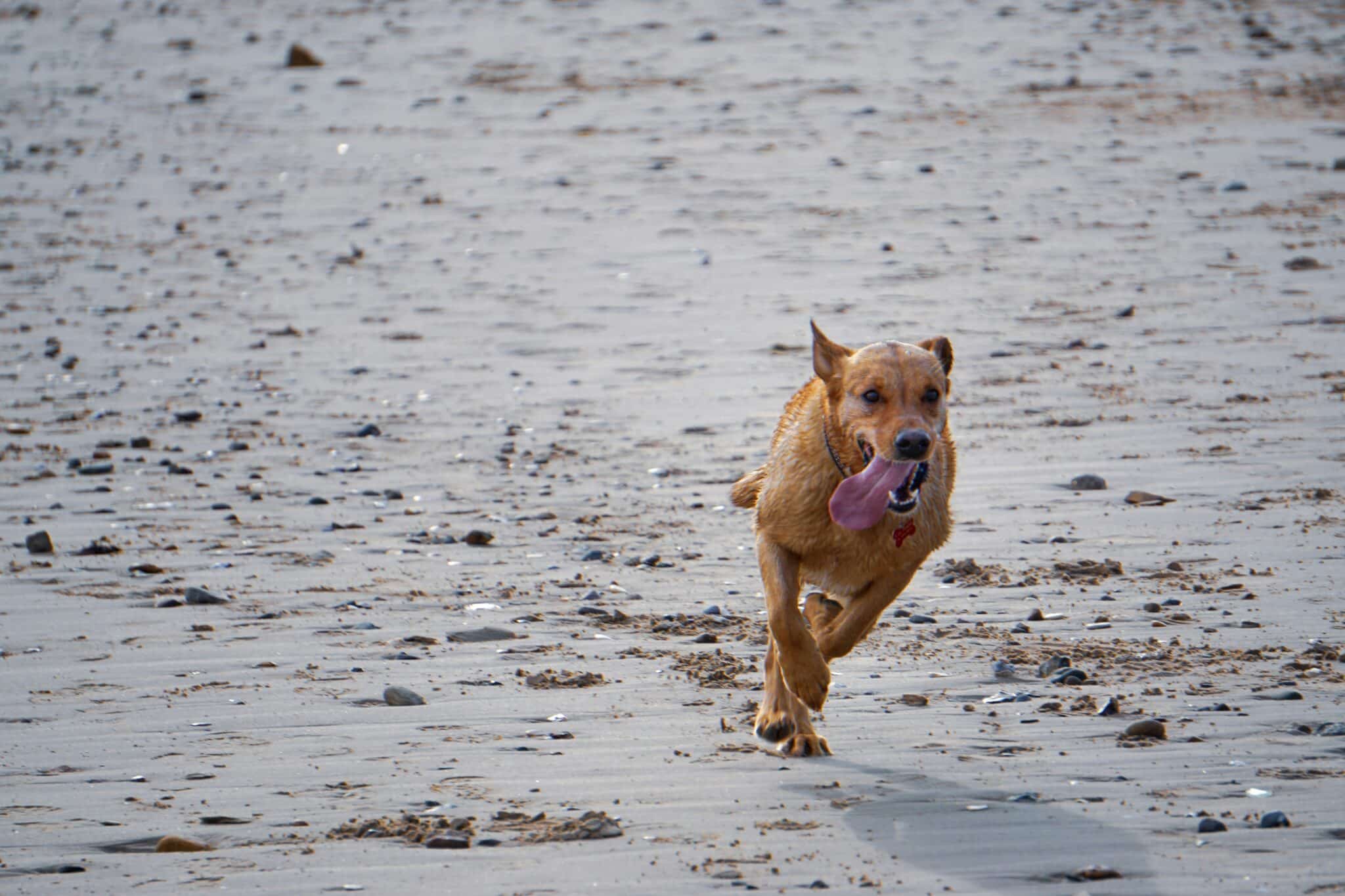 Chien qui court sur une plage française en vacances d'été