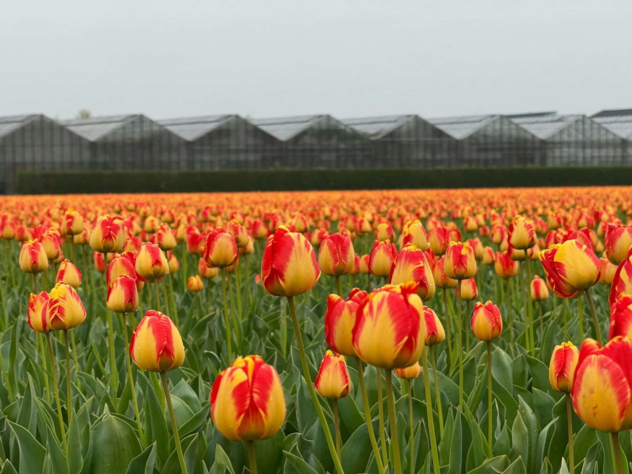 Champs de tulipes dans le Bollenstreek aux Pays-Bas