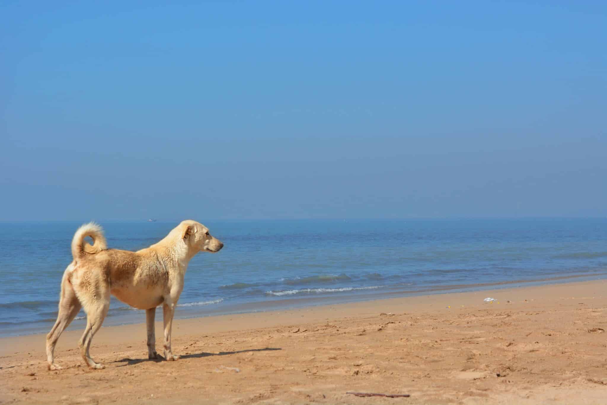 Chien sur une plage de la Costa Brava avec eau turquoise