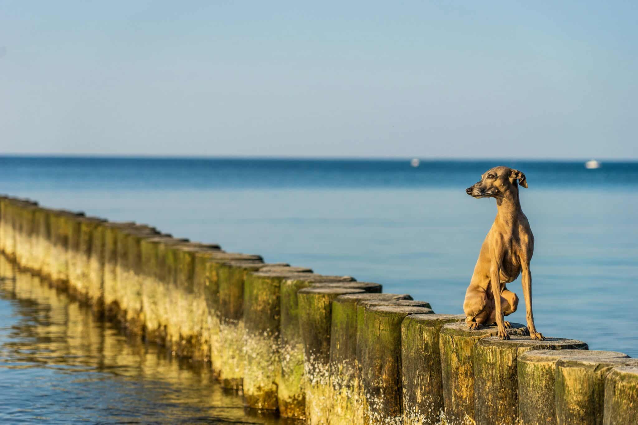 Chien assis sur un ponton en bois face à la mer en Allemagne