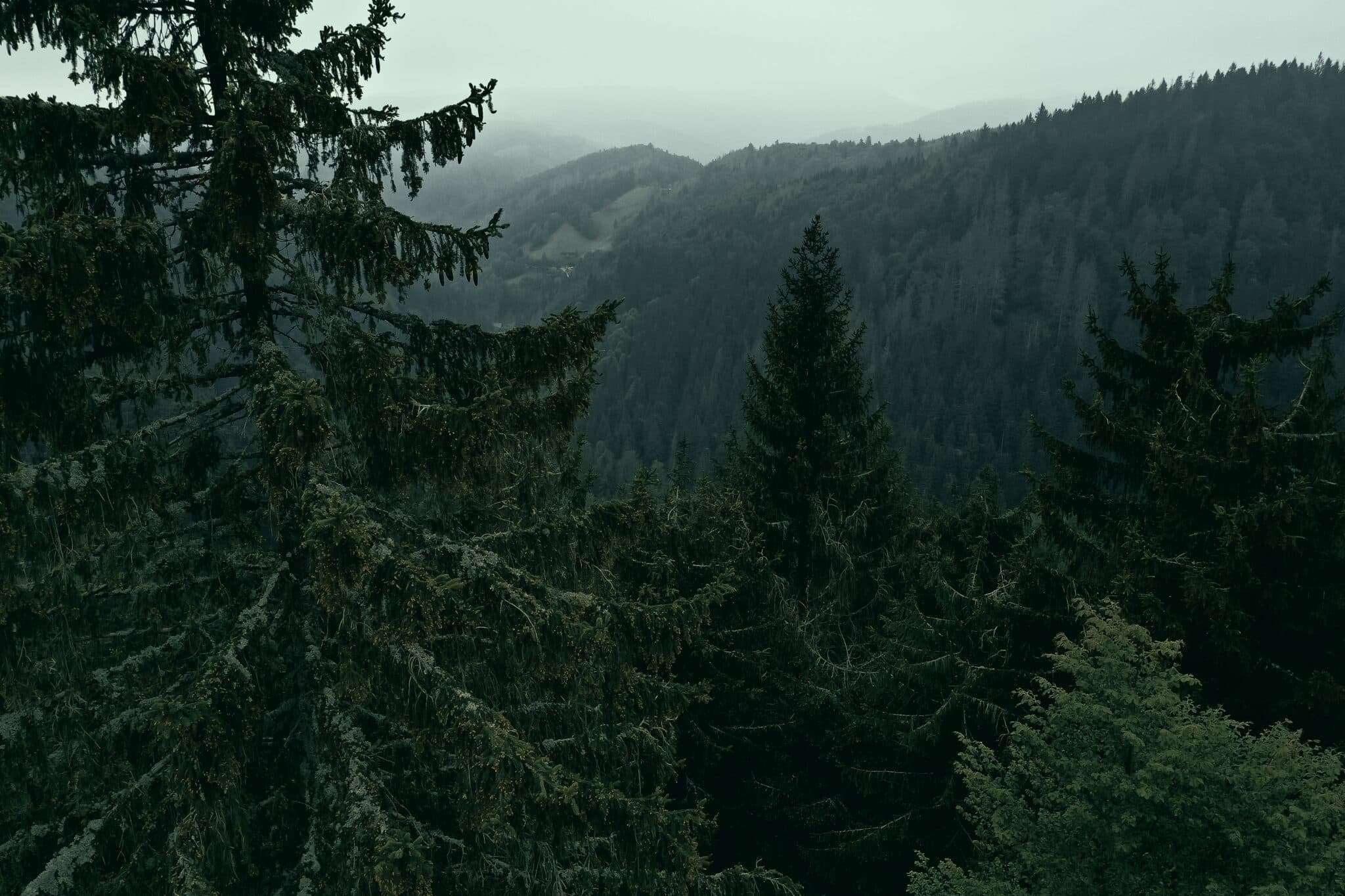 Sentier de randonnée en Forêt-Noire avec un chien