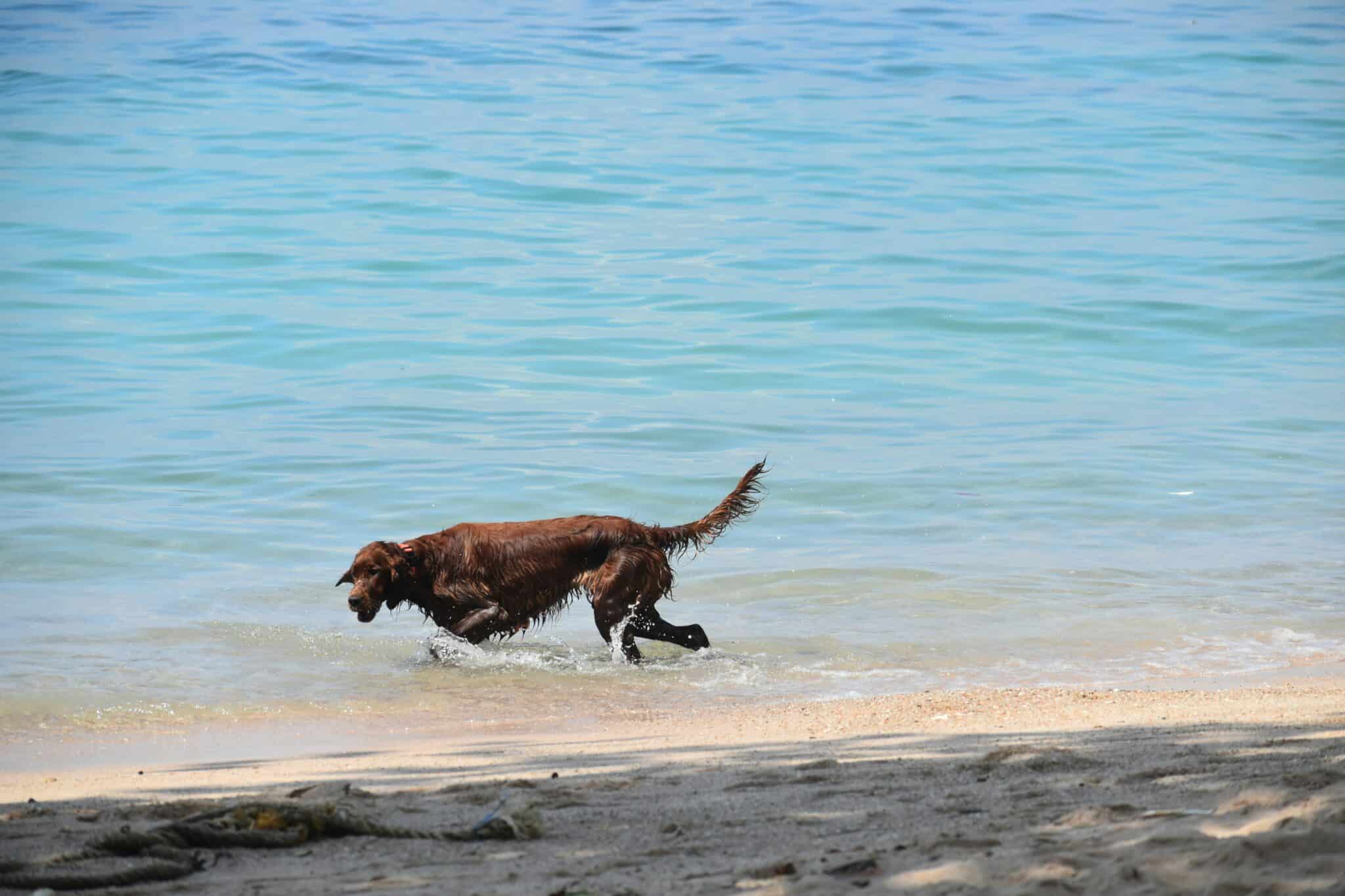Chien qui se baigne dans l'eau turquoise en Méditerranée