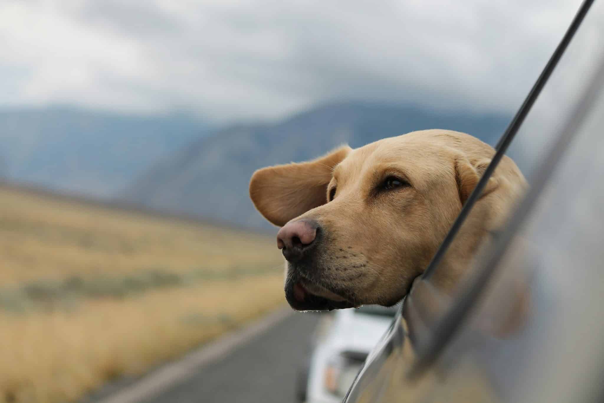 Labrador dans une voiture prêt pour un road trip avec son chien en Europe