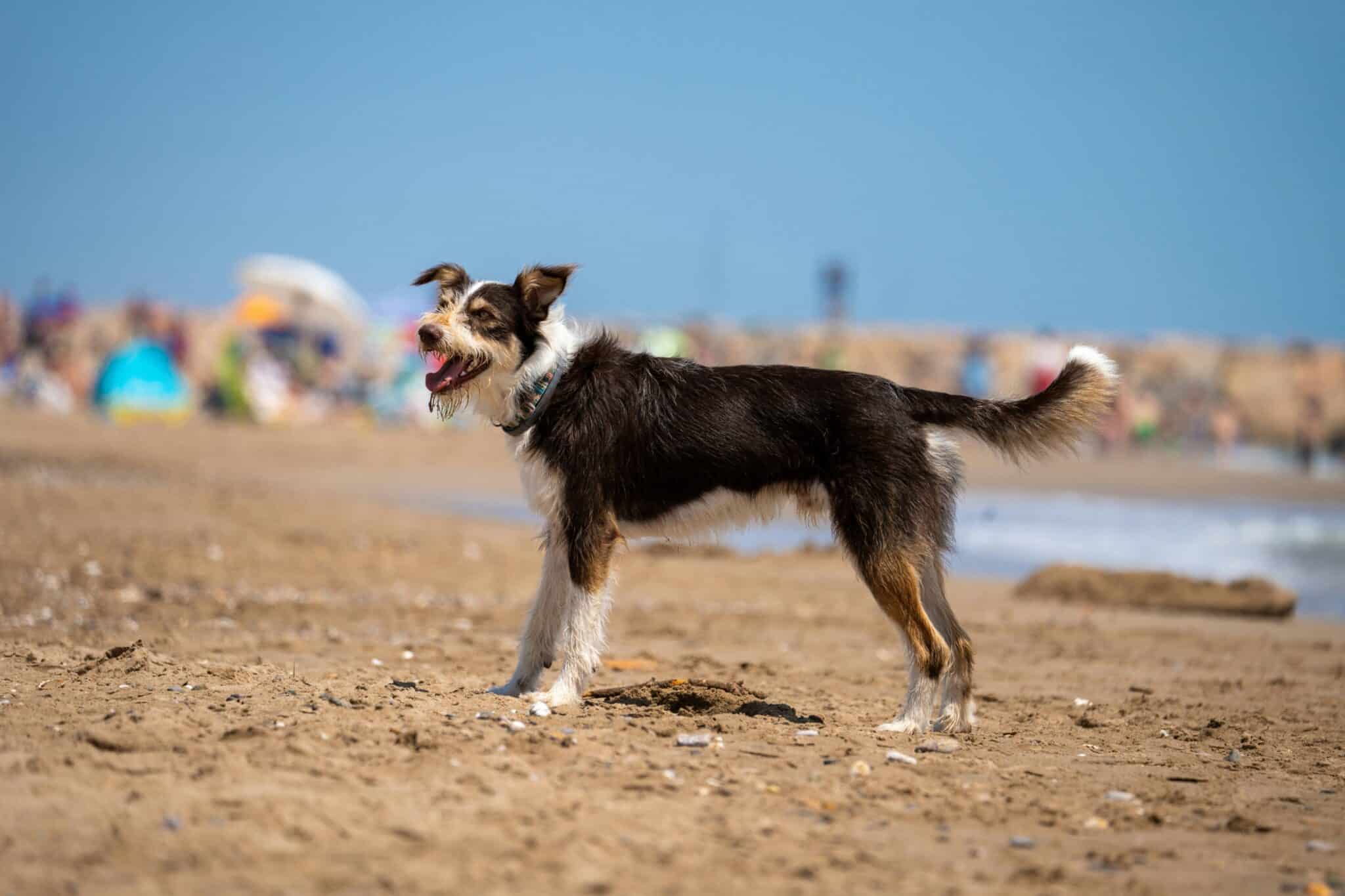 Chien sur la plage en Espagne