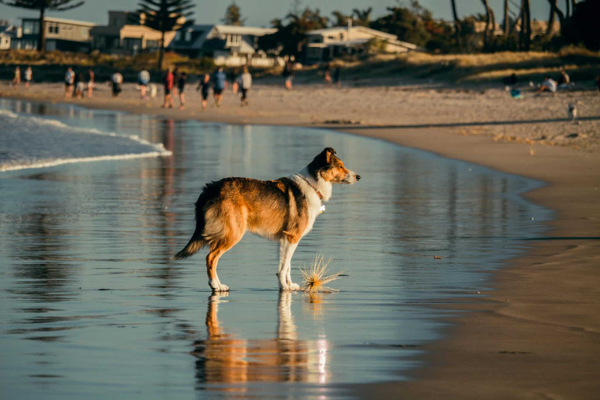 Chien courant sur une plage de sable de la Côte d'Opale