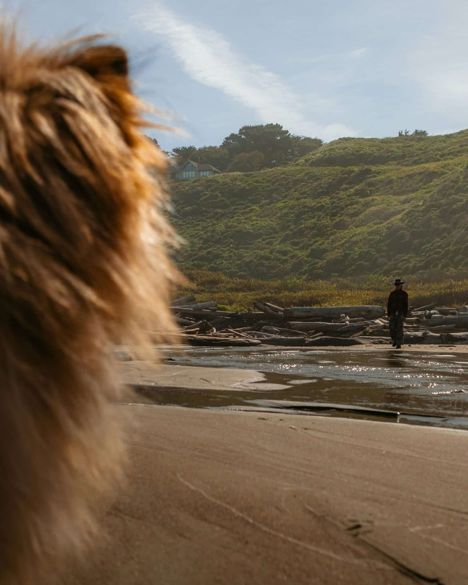 Chien vu de dos regardant son maître marcher seul sur un chemin