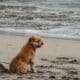 Chien sur la plage des Issambres face à la Méditerranée