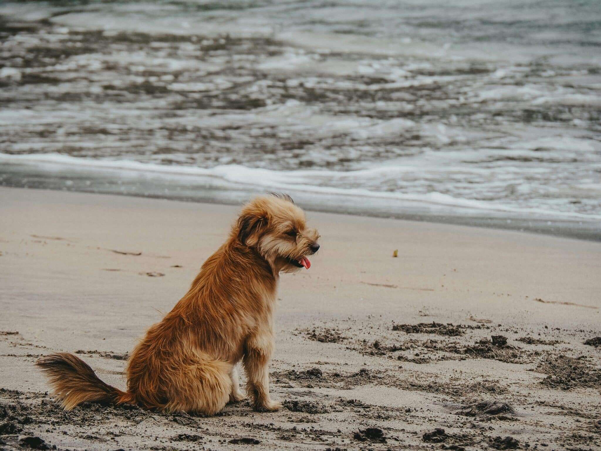 Chien sur la plage des Issambres face à la Méditerranée