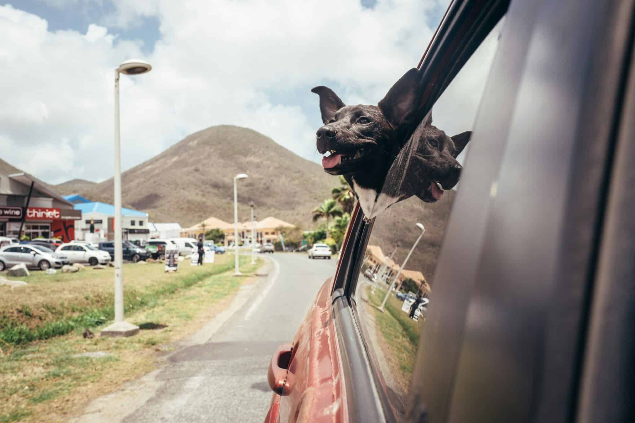Chien regardant par la fenêtre d'une voiture prêt pour un road trip en Europe