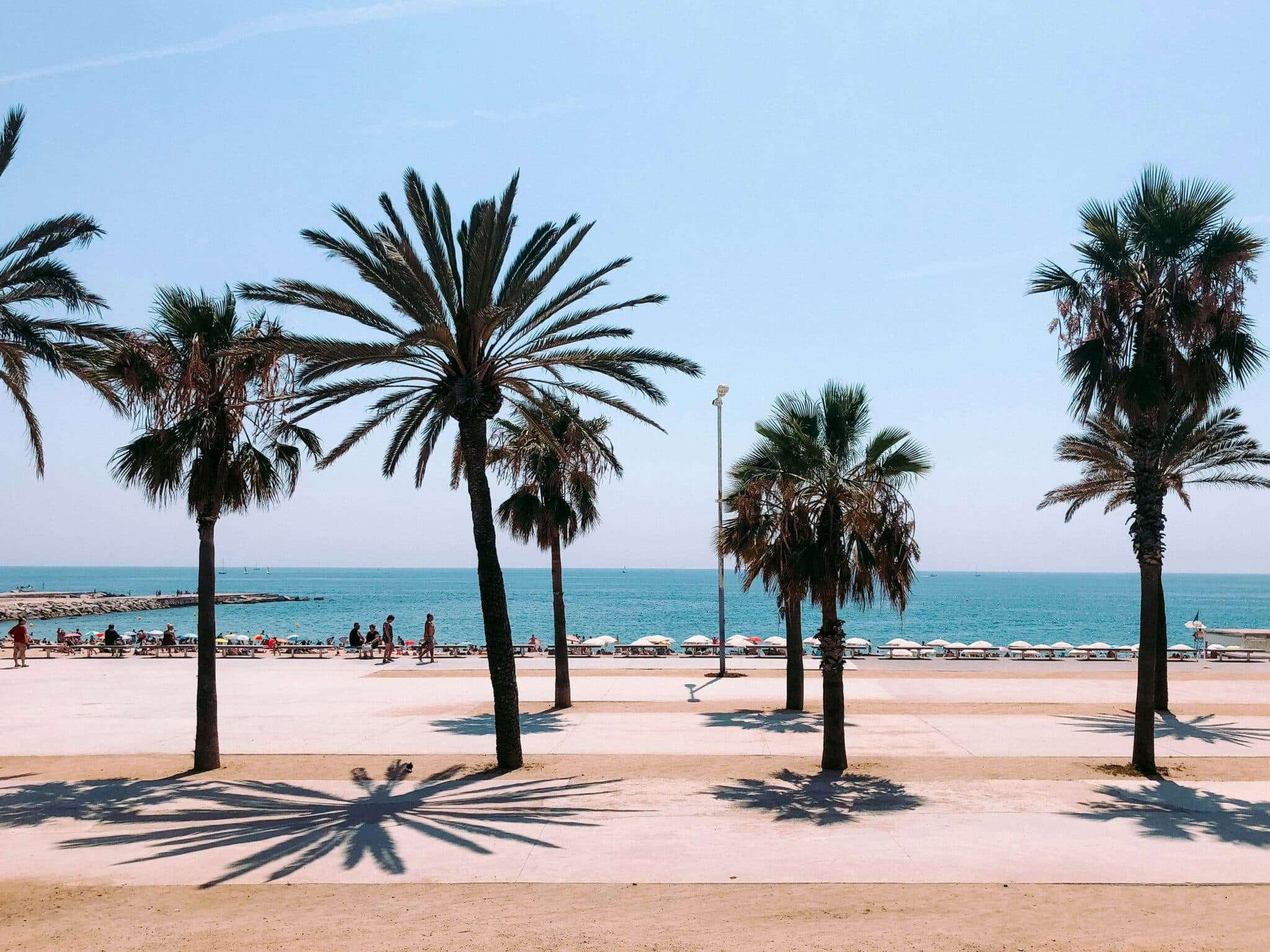 Allée de palmiers en Espagne
