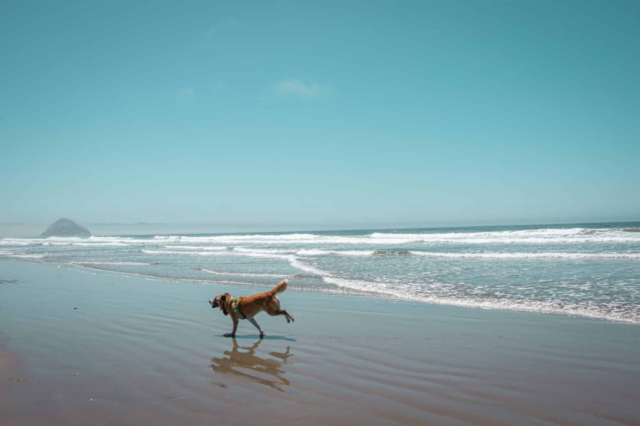 Chien courant sur une plage des Landes face à l'océan Atlantique