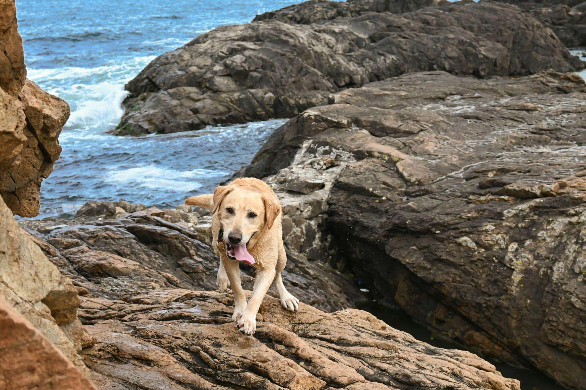 Chien sur les falaises de craie d'Étretat face à la Manche