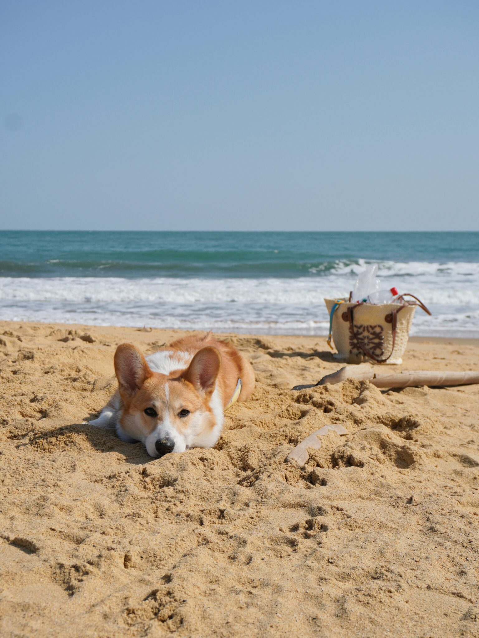 Chien allongé sur une plage de sable en Corse