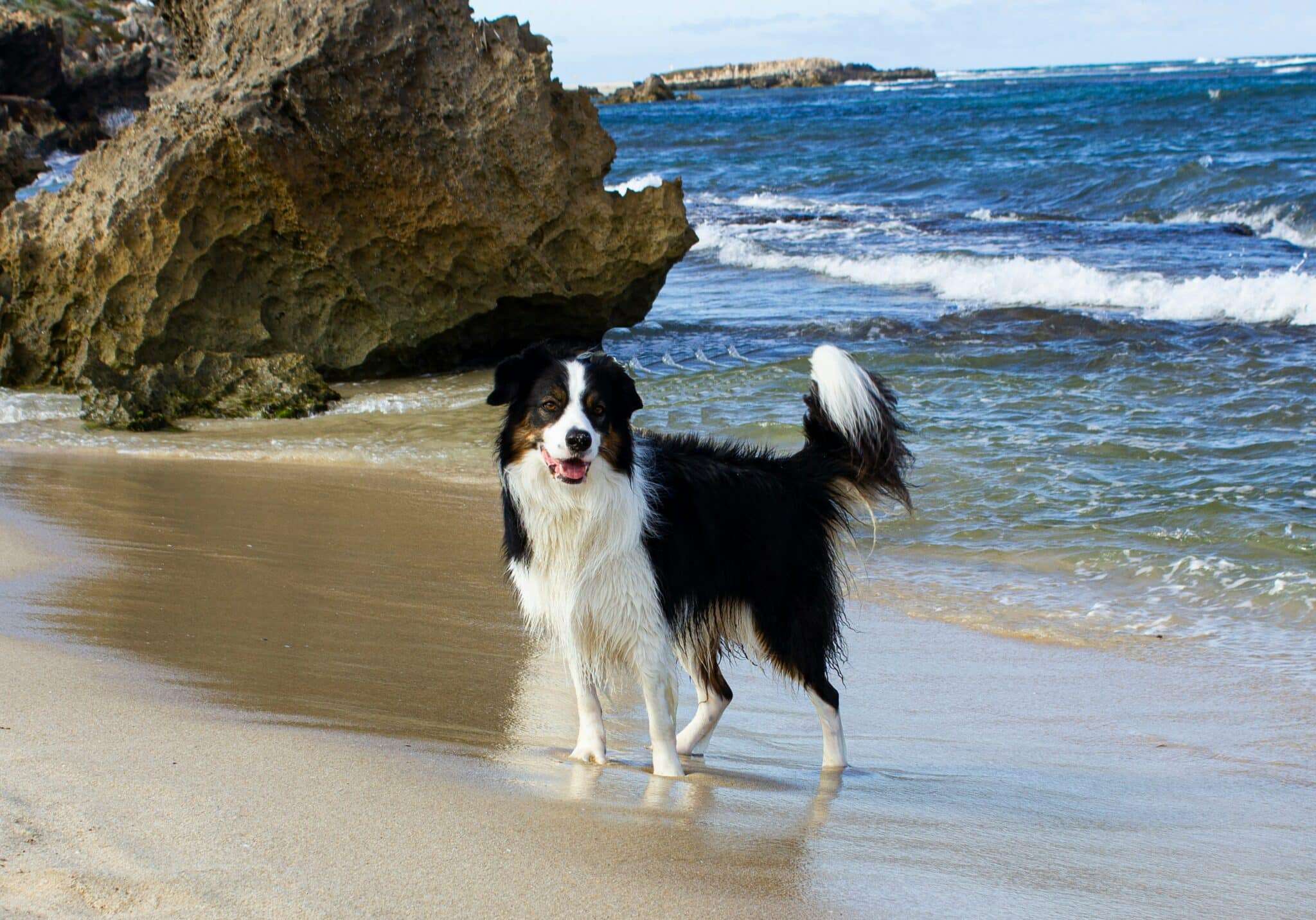Chien sur une plage de sable blanc en Corse