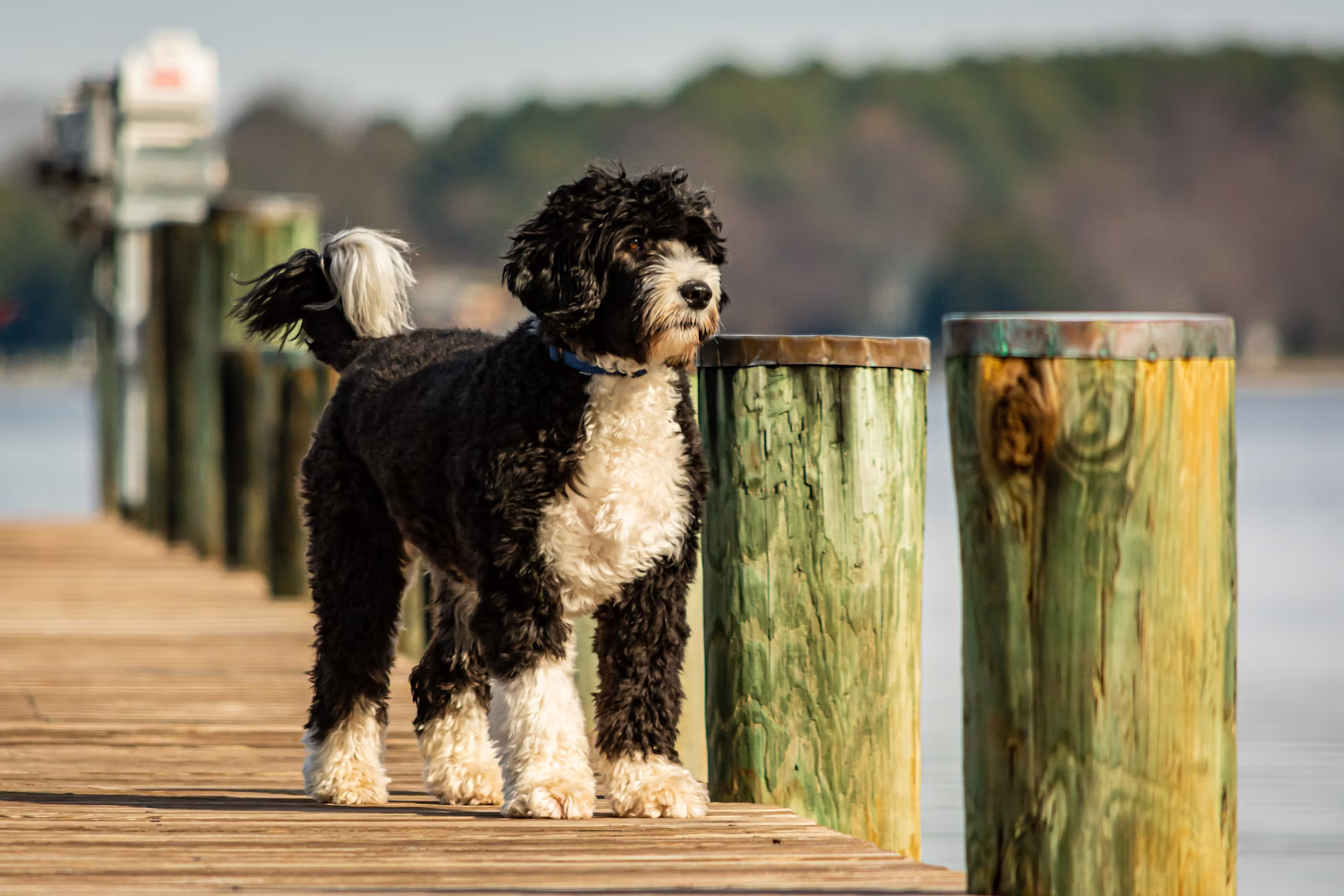 Chien sur un steg en bois à côté de poteaux sur la plage de Sylt