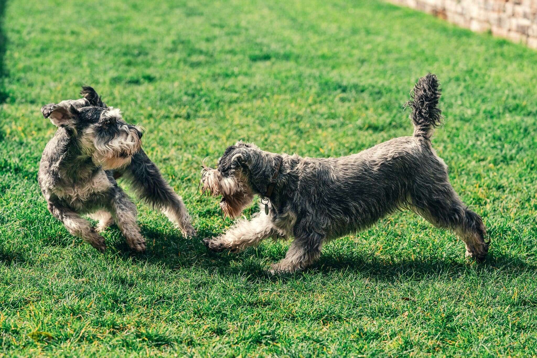 Deux chiens jouant sur une prairie en Allemagne