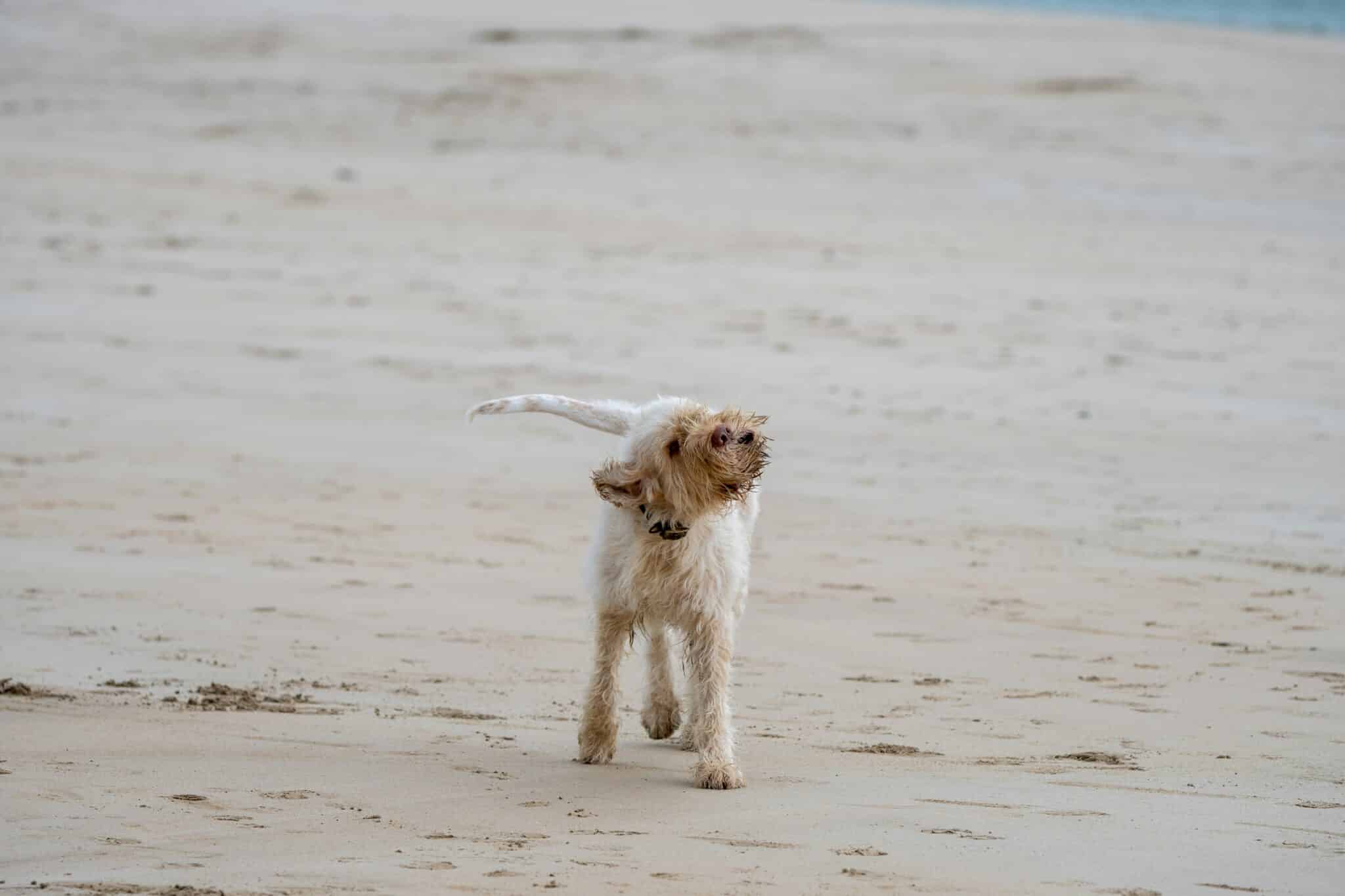 Chien sur la plage d'Omaha Beach en Normandie