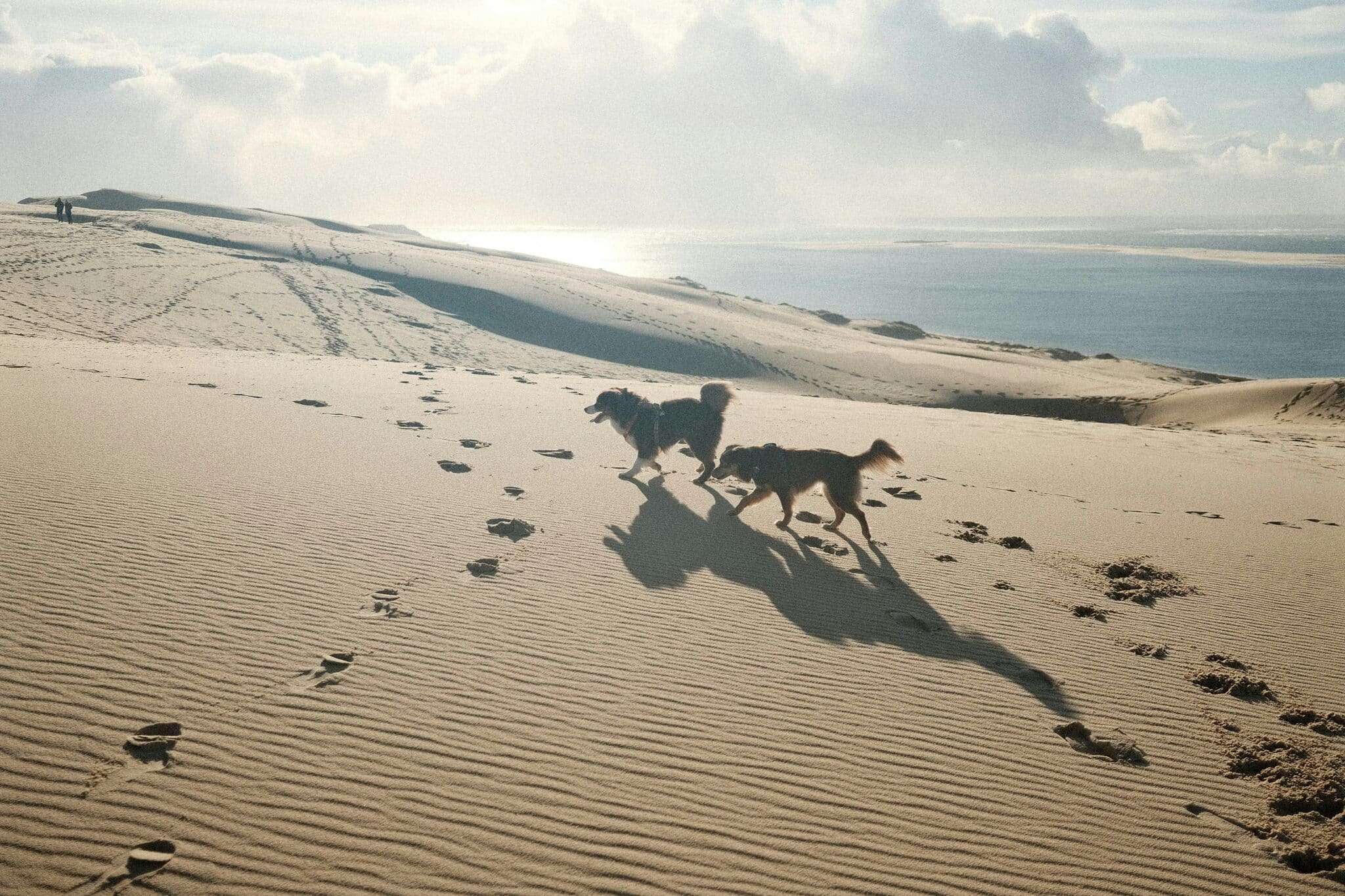 Chiens sur une plage venteuse dans les dunes de la Côte d'Opale