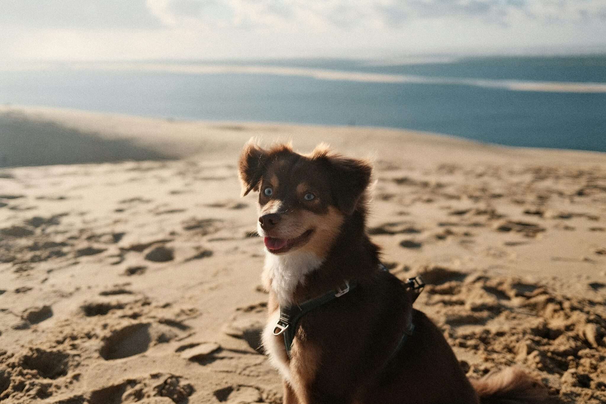 Chien heureux assis sur une plage de sable avec dunes sur la Côte belge