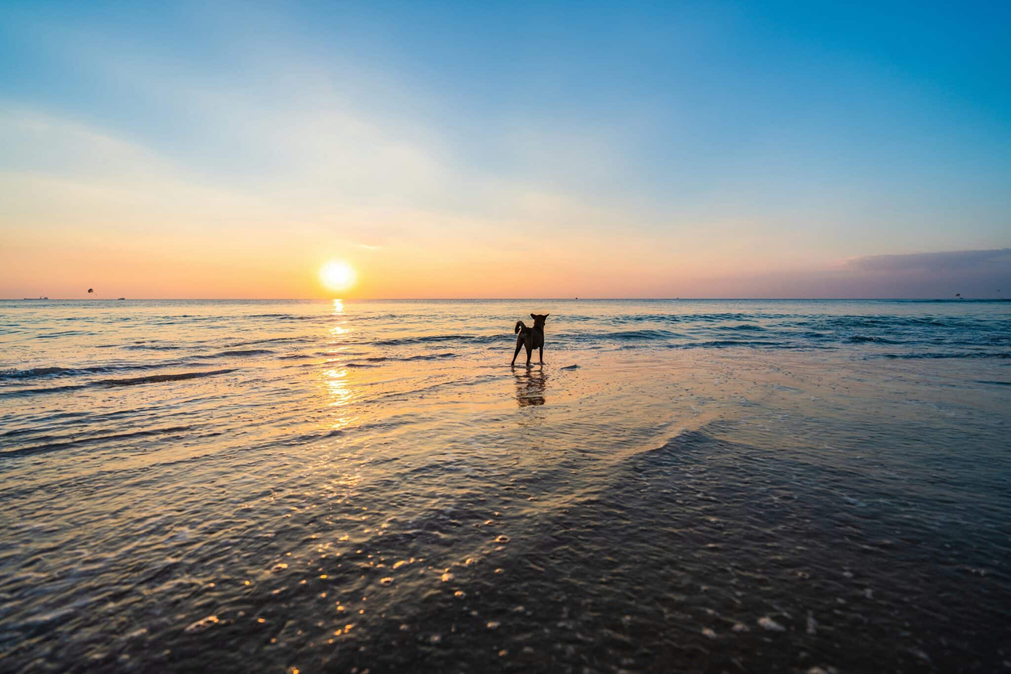Lac de Lacanau avec son chien : reflets dorés sur l'eau au coucher de soleil, Gironde