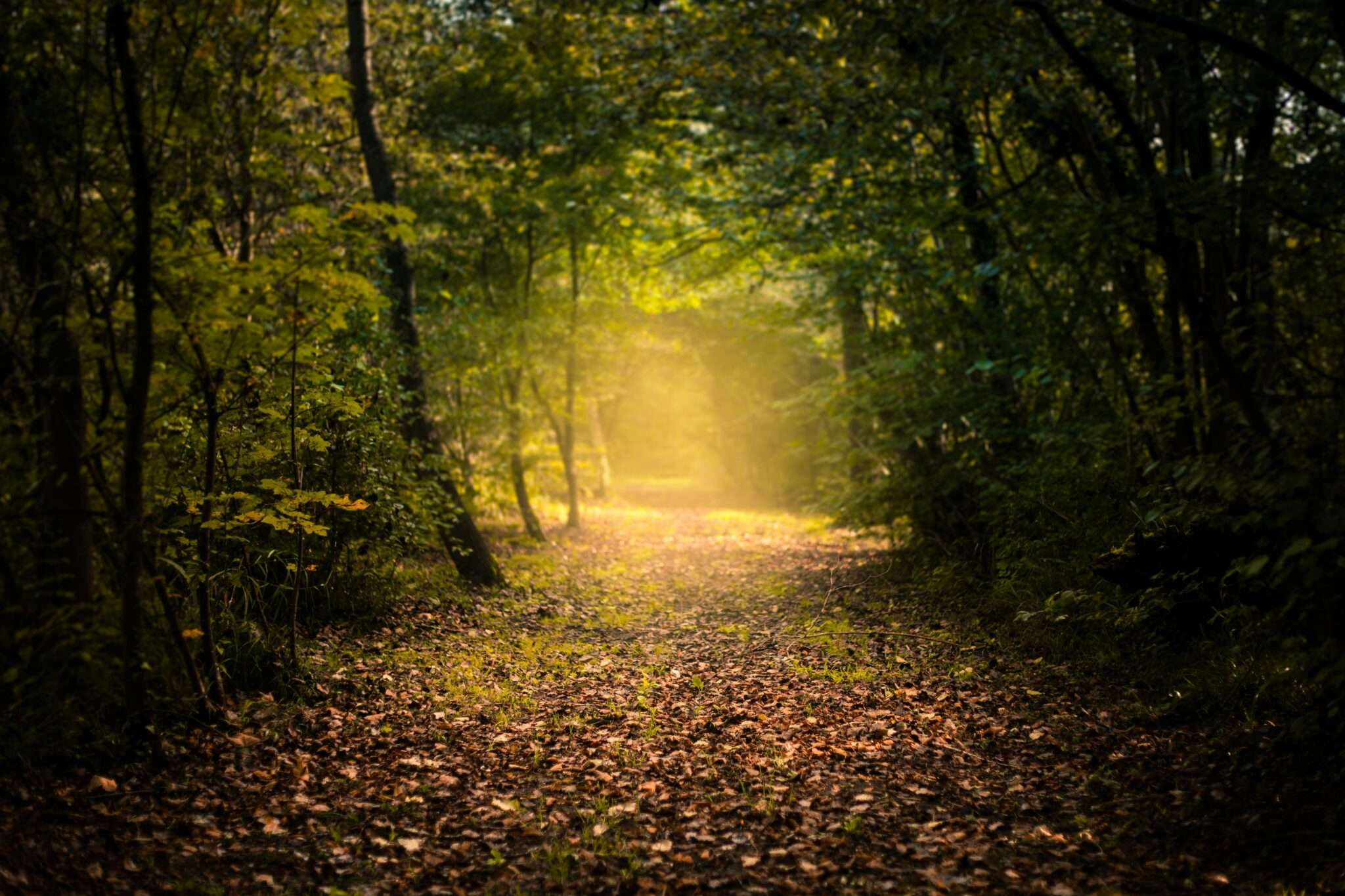Allée forestière à Fontainebleau en automne : sentier boisé et lumière dorée
