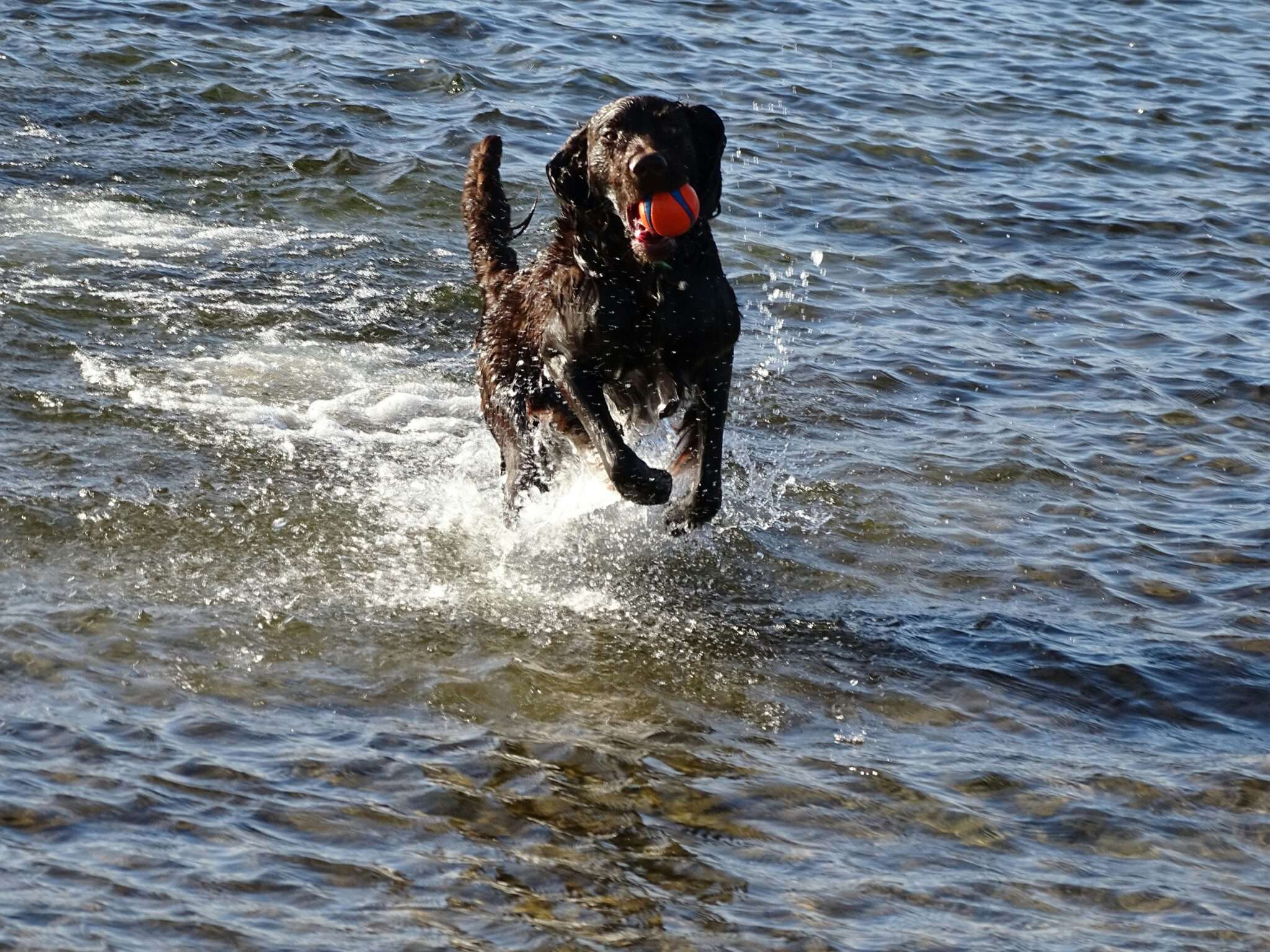Chien qui nage dans l'eau, baignade et sécurité aquatique
