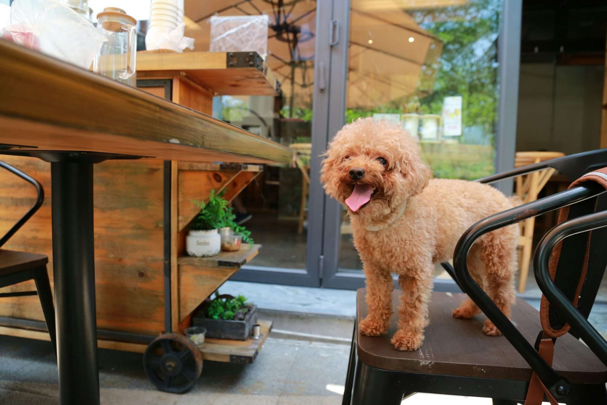 Chien assis en terrasse de café ou restaurant