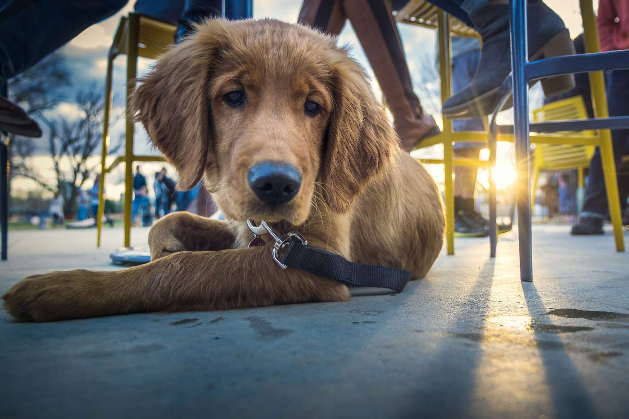 Chien assis en terrasse de restaurant ou cafe dog-friendly en France