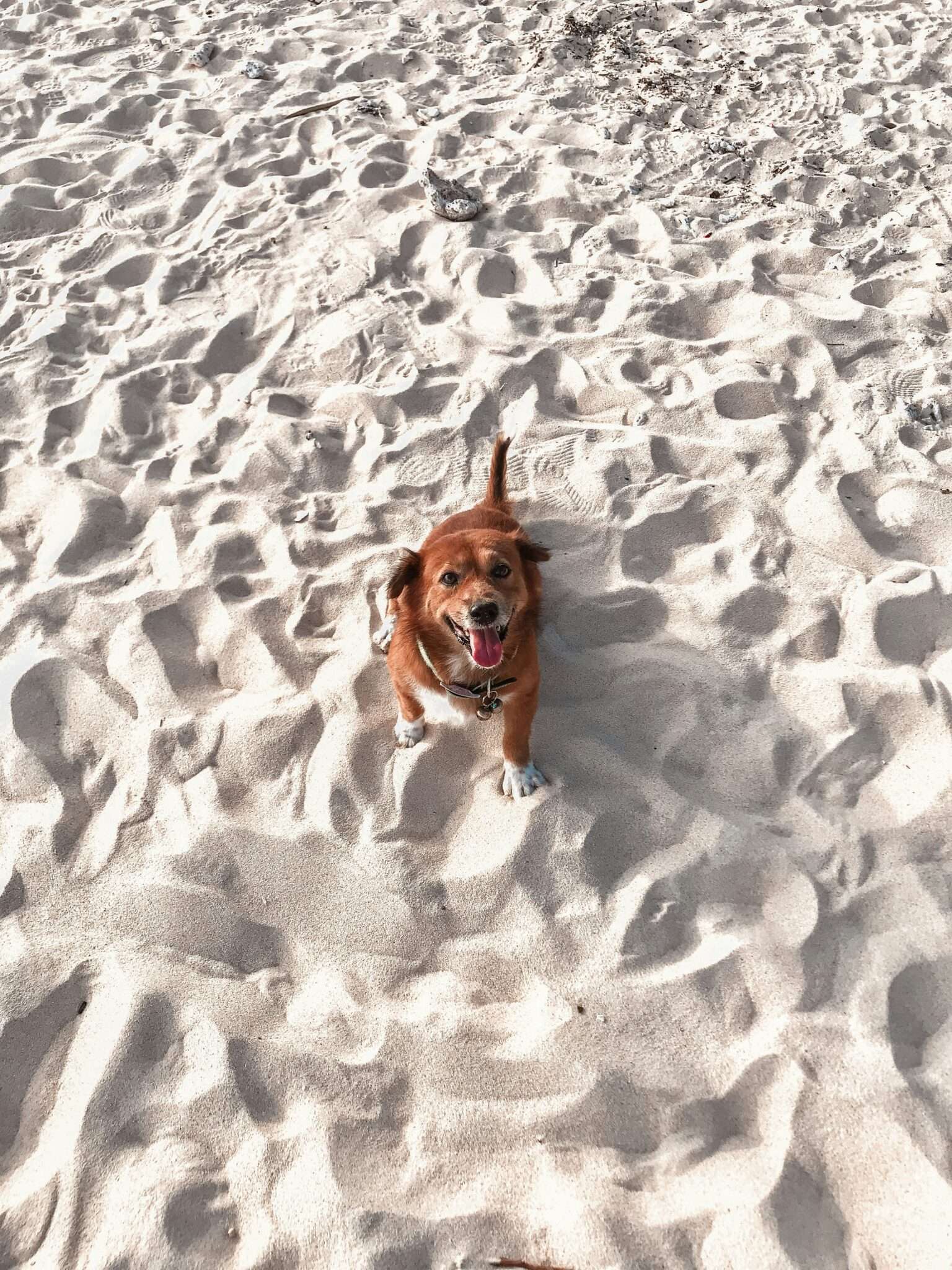 Sable de plage chaud en été, coussinets chien danger