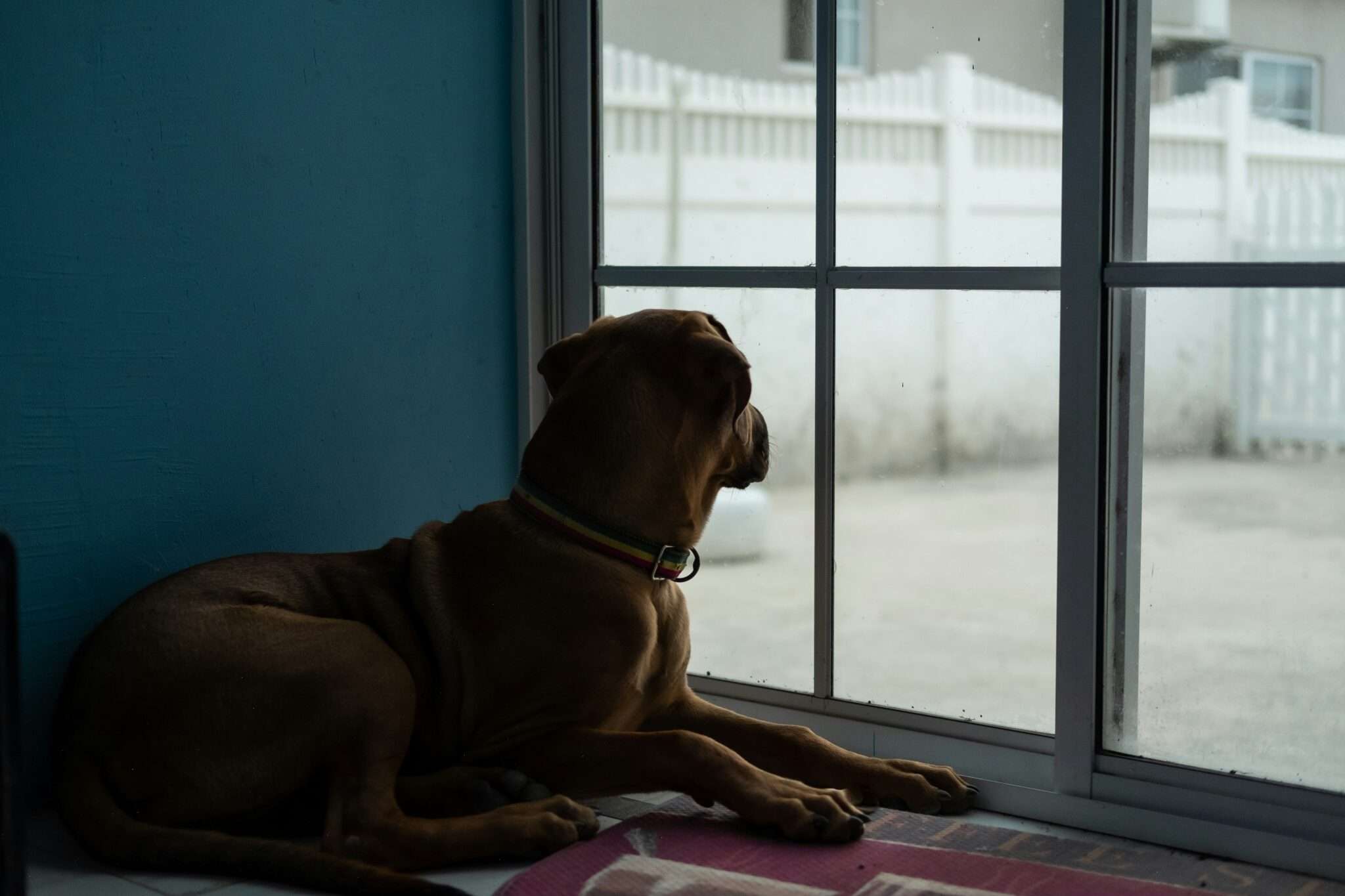 Mimizan plage chien Landes Atlantique location vacances dog-friendly