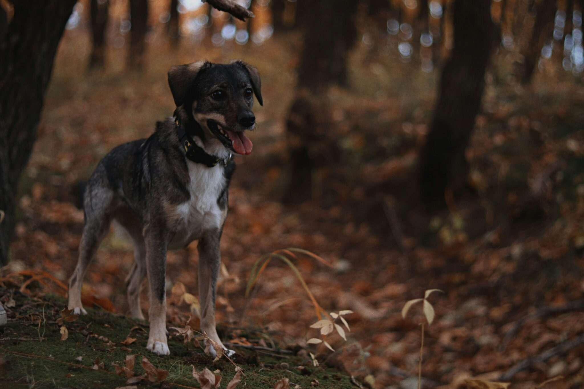 Chien dans la forêt de Fontainebleau : sous-bois et lumière entre les arbres