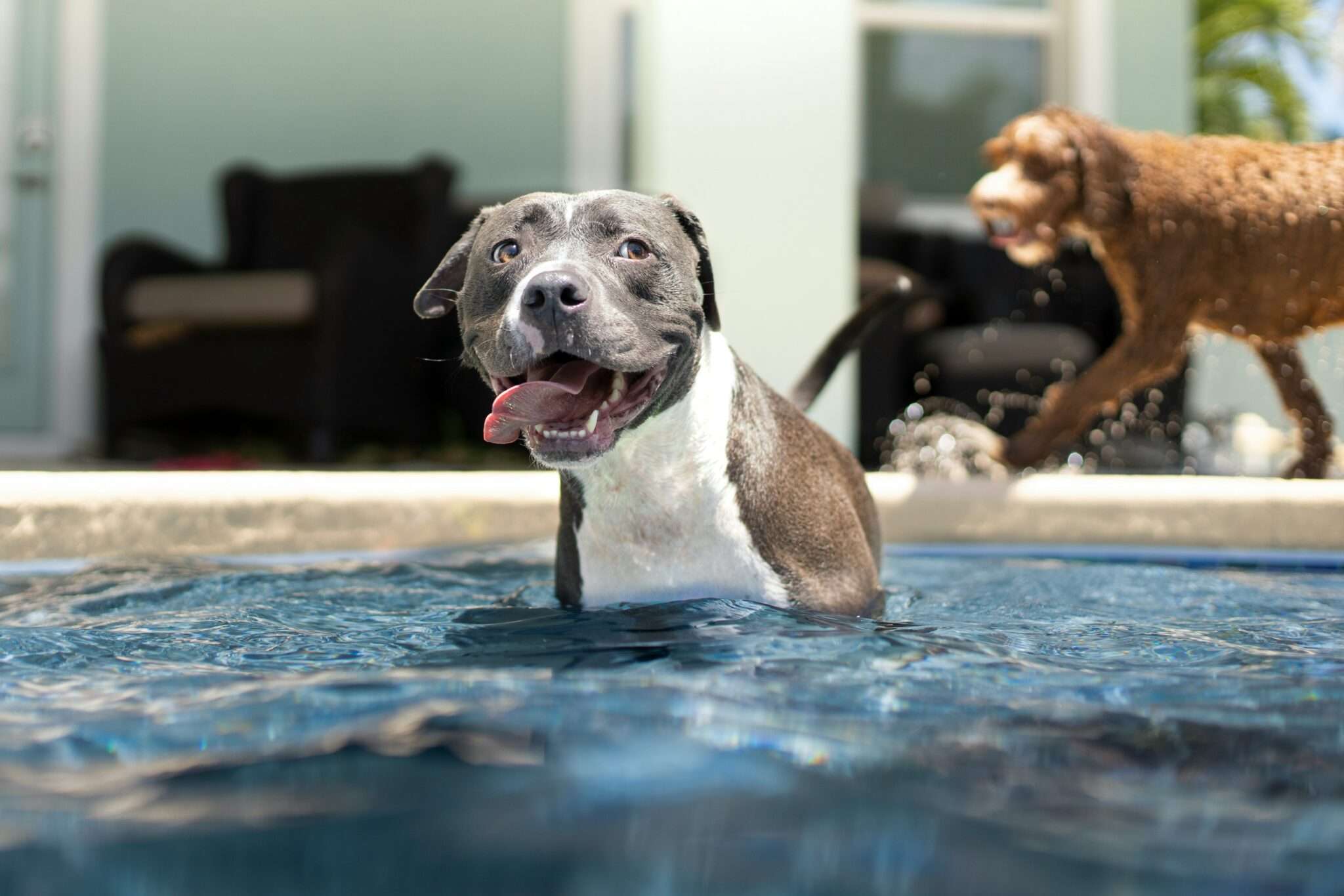 Chien dans un bassin de piscine canine en France