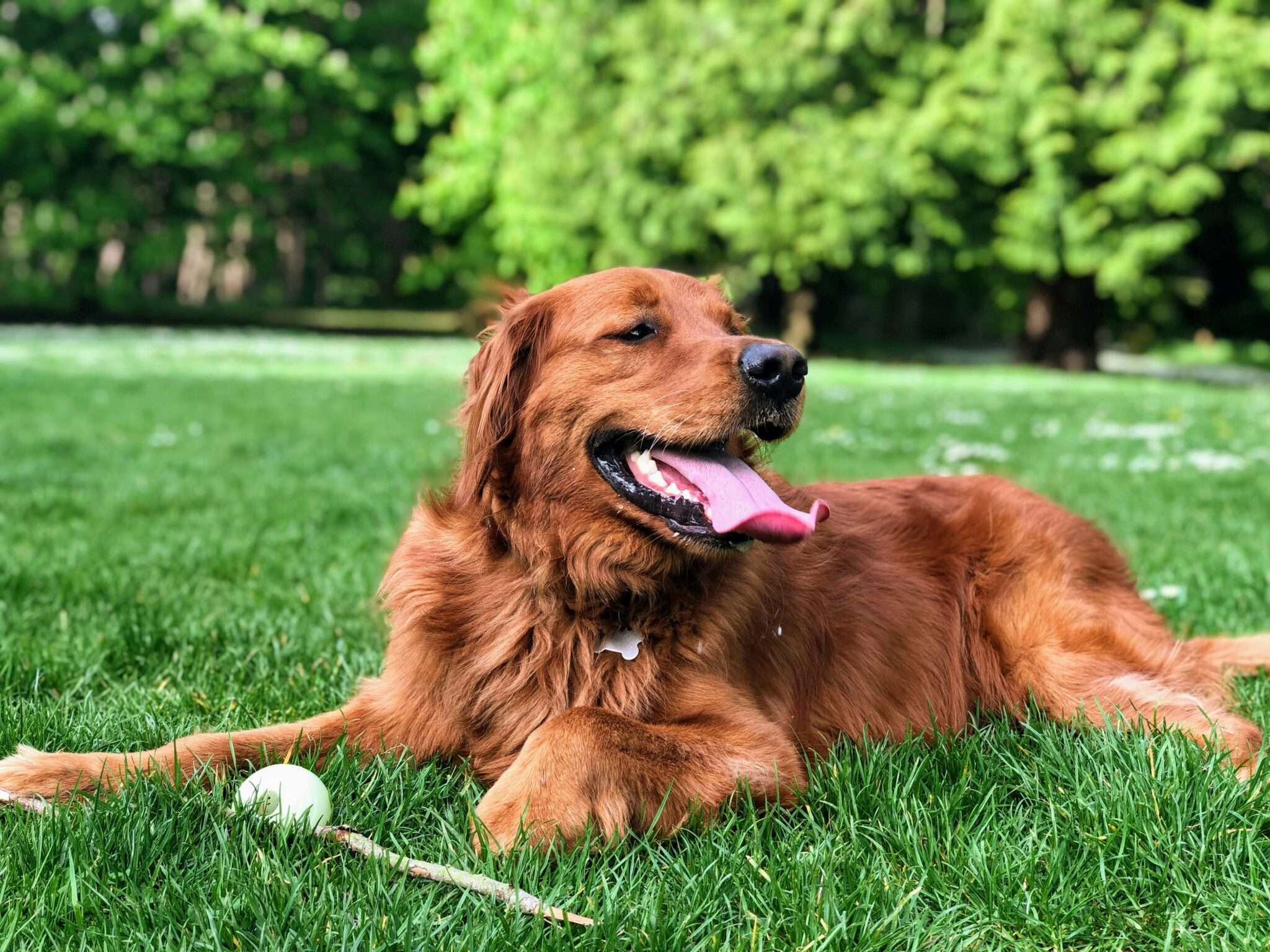 Chien se promenant a Madrid dans un parc ou une place de la capitale espagnole