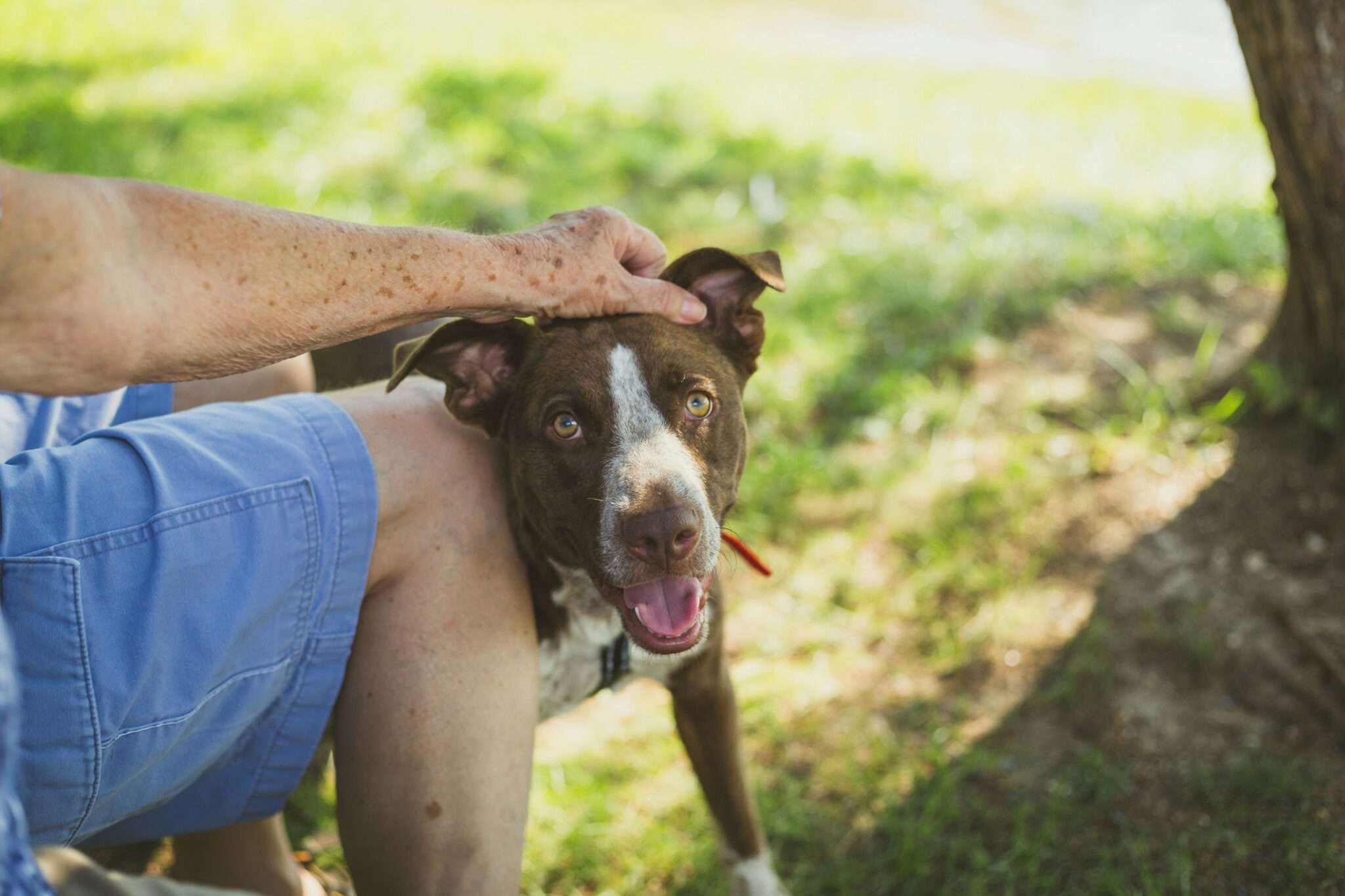 Inspection du pelage d'un chien pour détecter les tiques