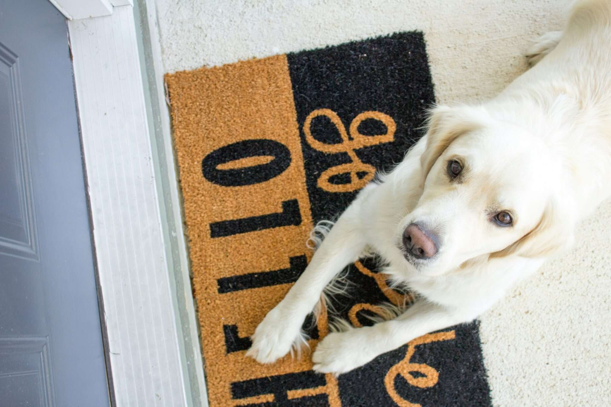 Chien vraiment accueilli en vacances